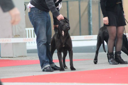 nationale d'élevage montlucon 2014 juge Roberto Tavola