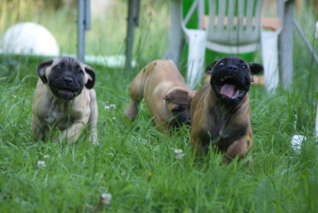 Nos chiots